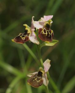 Tořič čmelákovitý Holubyho (Ophrys holubyana András.)