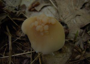 Rosolovka houbomilná - Syzygospora mycetophila