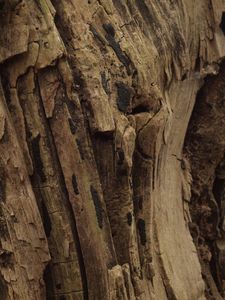 Dřevomor plazivý - Nemania serpens (Pers.) Gray 1821
