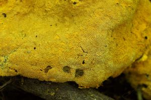Nedohub zlatovýtrusý - Apiocrea chrysosperma (Tul.) Syd.