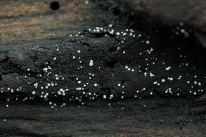 Ojíněnka houbomilná - Polydesmia pruinosa (Berk.&Broome) Boud.