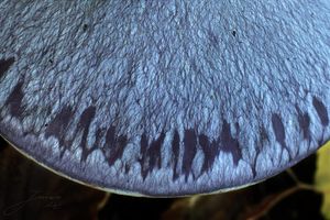 Pavučinec zářivě fialový - Cortinarius terpsichores var.calosporus Melot