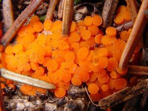 Oranžovka vřetenovýtrusá - Byssonectria terrestris