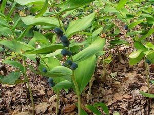 Kokořík vonný (Polygonatum odoratum)