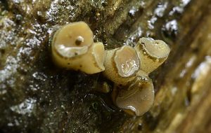 Vodnička terčovitá - Cudoniella tenuispora