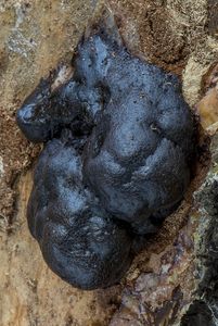 Hřívovka černá - Amaurochaete atra  (Alb. & Schwein.) Rostaf. 1875