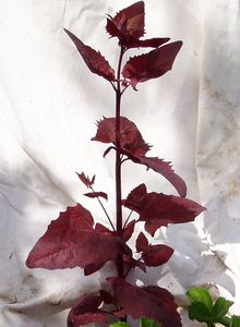 Lebeda zahradní červenofialová  (Atriplex hortensis var. rubra)