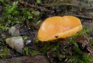 Žlutěnka žloutková - Cheilymenia vitellina (Pers.) Dennis