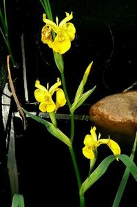 Kosatec žlutý (Iris pseudacorus L.)