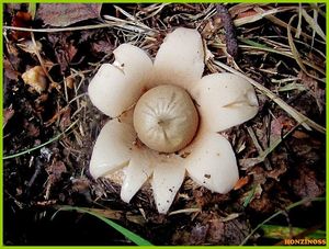 Hvězdovka brvitá - Geastrum fimbriatum