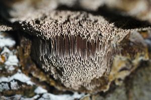 Rezavec lesknavý - Inonotus radiatus