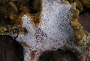 Krásnoporka hřebenitá - Albatrellus cristatus