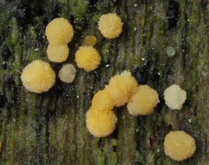 Tyčkovka žlutá - Bactridium flavum  Kunze 1817