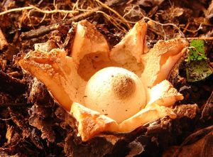 Hvězdovka límečková - Geastrum striatum