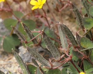 Šťavel plazivý (Oxalis corniculata var. repens)