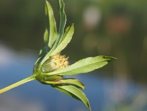 Dvouzubec černoplodý (Bidens frondosa)