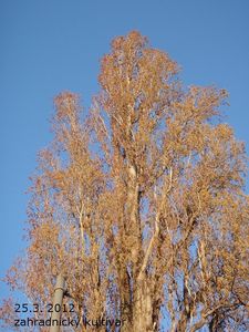 Topol černý (Populus nigra)