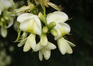 Jerlín japonský (Sophora japonica)