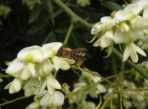 Jerlín japonský (Sophora japonica)