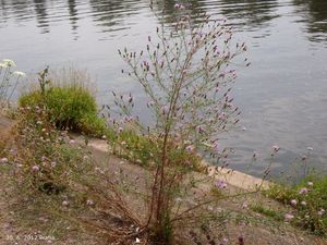 Chrpa latnatá (Centaurea stoebe L.)