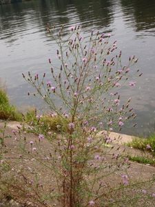 Chrpa latnatá (Centaurea stoebe L.)