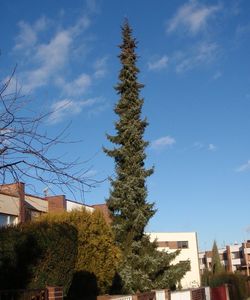 Smrk omorika (Picea omorika)
