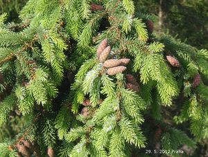 Smrk omorika (Picea omorika)