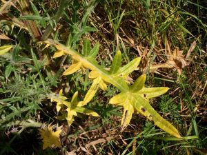Pcháč obecný (Cirsium vulgare)