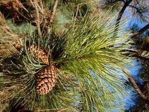 Borovice těžká (Pinus ponderosa)