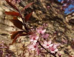 Slivoň třešňová  /myrobalán/ (Prunus cerasifera)