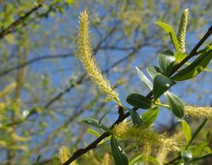 Vrba bílá (Salix alba)