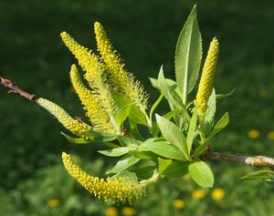 Vrba trojmužná (Salix triandra)