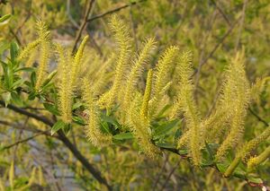 Vrba trojmužná (Salix triandra)