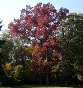 Dub bílý (Quercus alba)