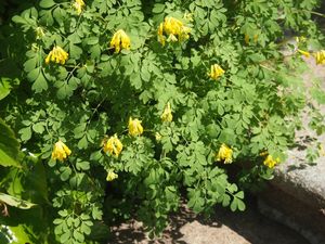 Dymnivka žlutá (Chorydalis lutea)
