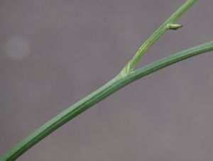Prasetník kořenatý (Hypochaeris radicata)