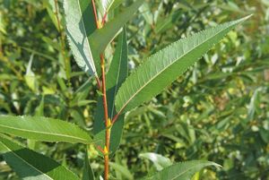 Vrba křehká  (Salix euxina  /dříve S. fragilis/)
