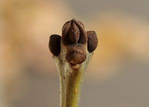 Jasan úzkolistý (Fraxinus angustifolia)