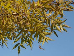 Jasan úzkolistý (Fraxinus angustifolia)