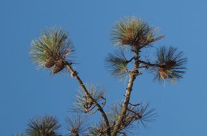 Borovice Jeffreyova (Pinus jeffreyi)