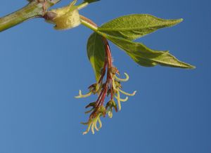 Javor jasanolistý (Acer negundo)