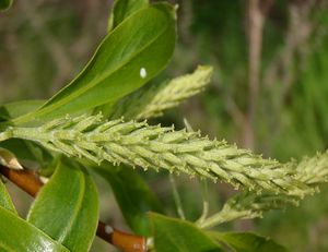 Vrba křehká  (Salix euxina  /dříve S. fragilis/)