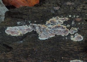 Pórnatka purpurová - Ceriporia purpurea (Fr.) Donk