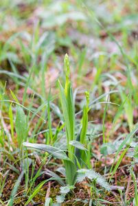 Tořič hmyzonosný (Ophrys insectifera L.)