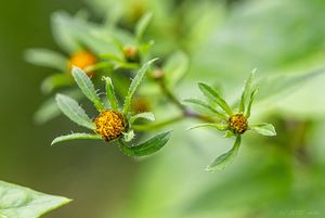 Dvouzubec černoplodý (Bidens frondosa)