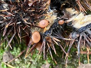 Terčka číškomilná - Lanzia echinophylia