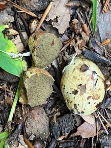 Kořenovec obecný - Rhizopogon vulgaris