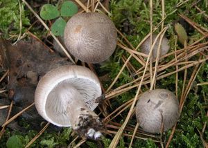 Čirůvka stříbrošedá - Tricholoma argyraceum