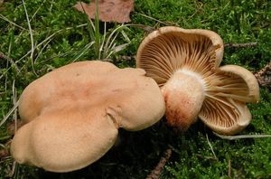 Čirůvka modřínová - Tricholoma psammopus (Kalchbr.) Quél.