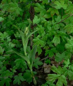 Okrotice bílá (Cephalantera damasonium (Mill.) Druce)